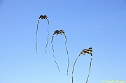 32 FESTIVAL CERVIA 2012 - 026